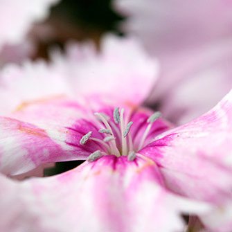 Nada mejor que regalar salud. Puedes elegir: masaje relajante, reflexolog&iacute;a podal... o cualquier tipo de tratamiento personalizado